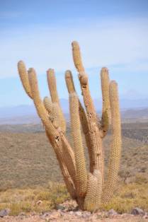Cactus, planta comum na paisagem  entre Potosí e Tarija - Boívia